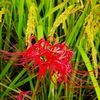 彼岸花
