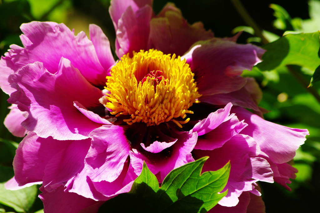 牡丹の花芯