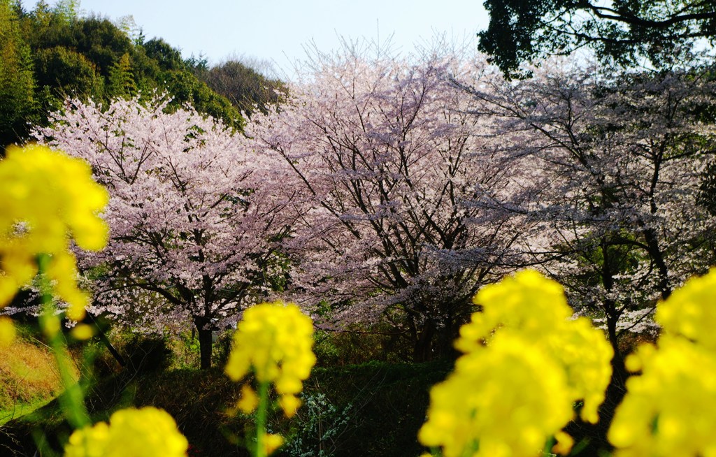 菜の花と桜