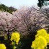 菜の花と桜