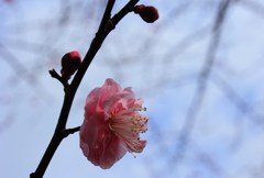 春へと…