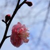 春へと…