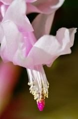 シャコバサボテン～花芯