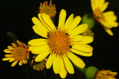 カルスト台地の花1