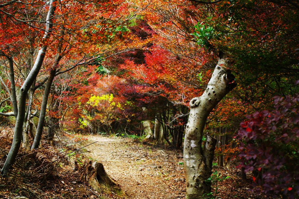 晩秋の山