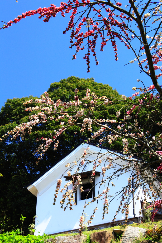 八重桜と蔵