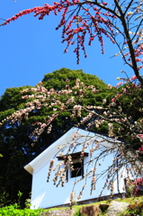 八重桜と蔵