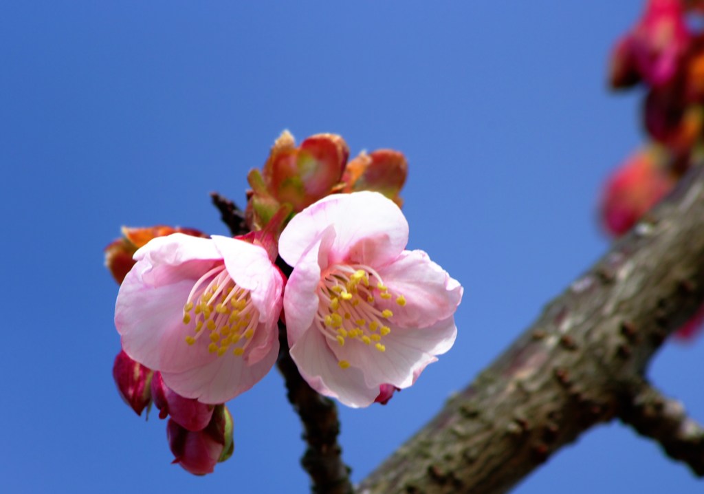 薄寒桜