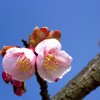 薄寒桜