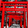 赤い鳥居