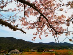 里の桜