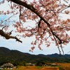 里の桜