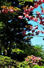 山桜とシャクナゲ