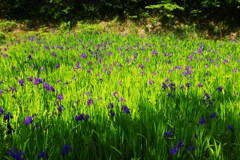カキツが咲いた
