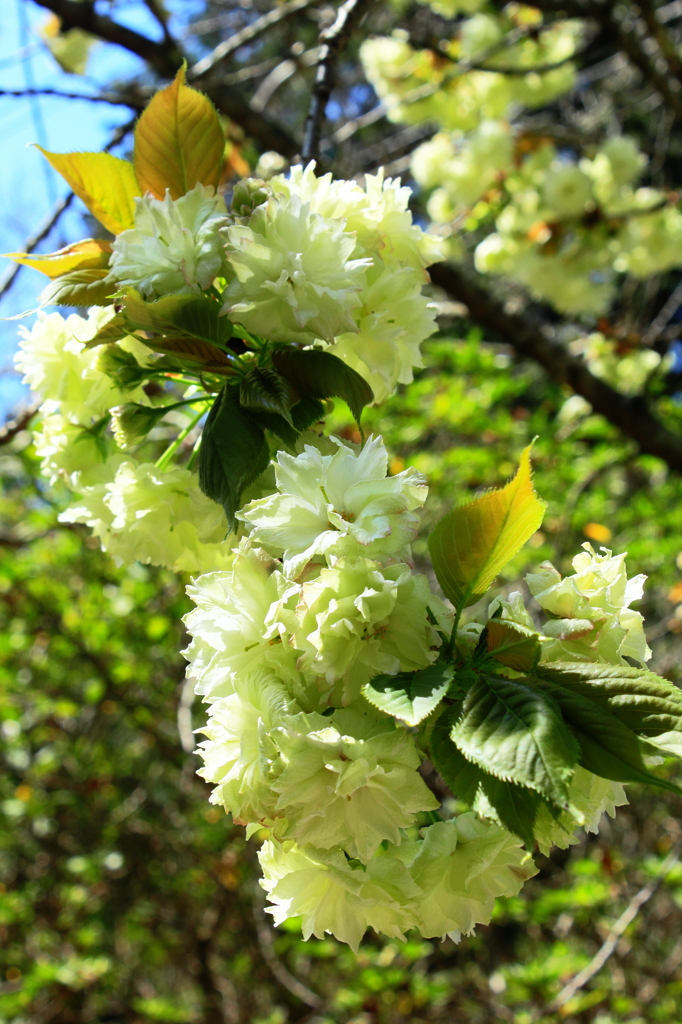 ウコン桜