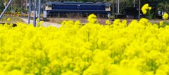 菜の花畑を横に見て