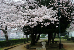 霧の朝