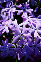 芝桜3