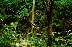 木々の間に～ウバユリの群生地