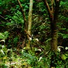 木々の間に～ウバユリの群生地