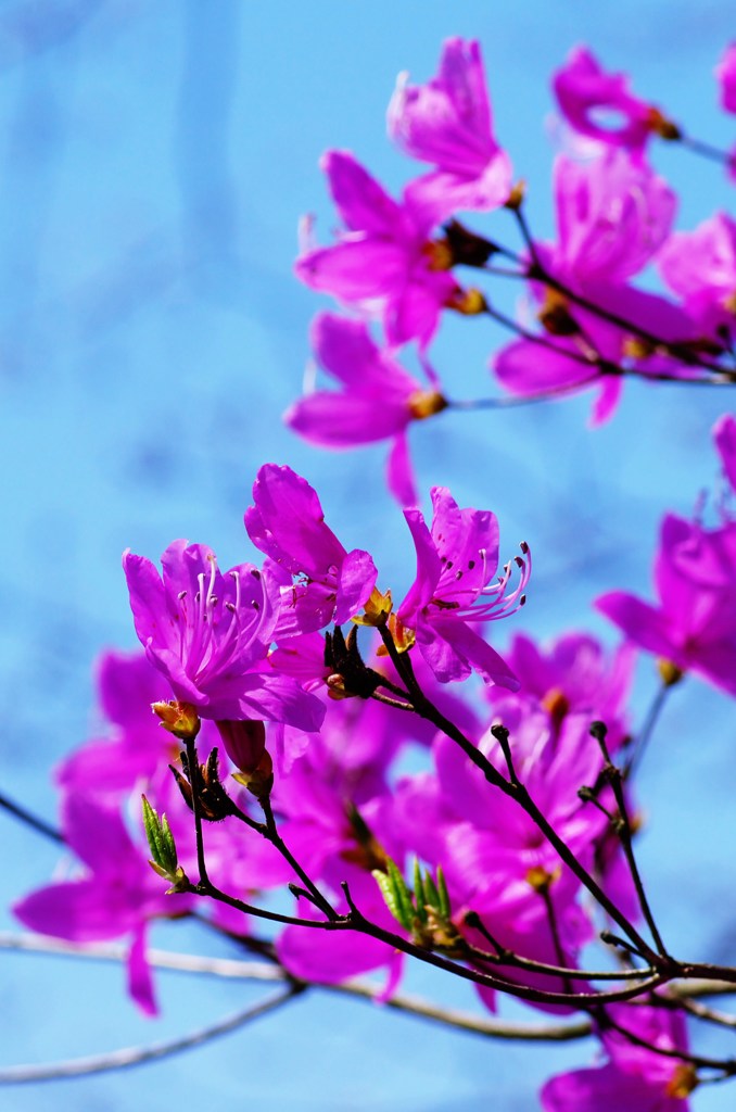 春色～コバノミツバツツジ