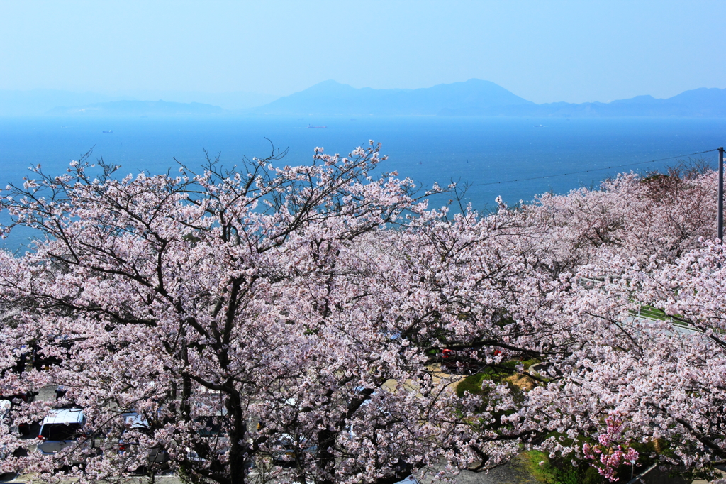 花と海