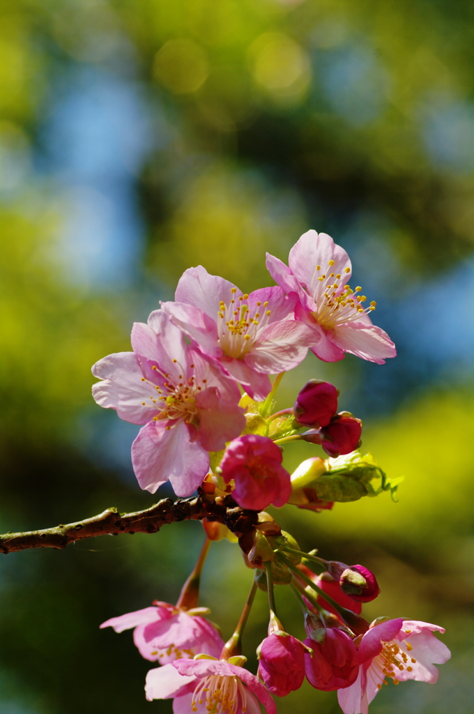 今年も咲きました～河津桜