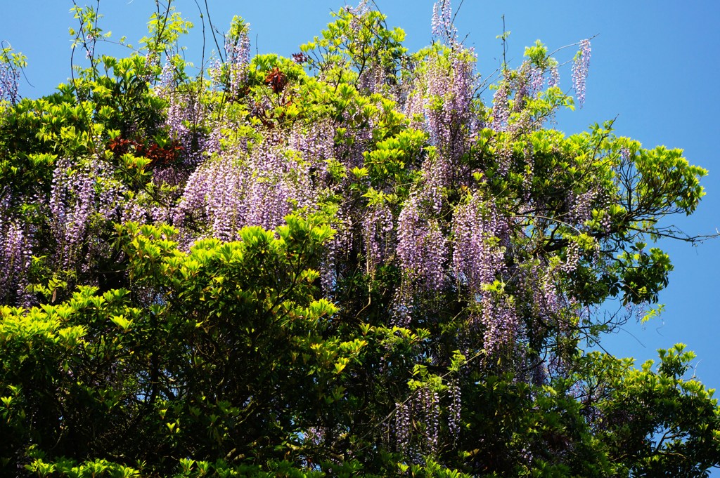フジの花