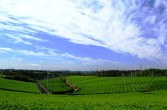 秋の風が渡る茶畑