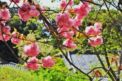 今、盛り～八重桜