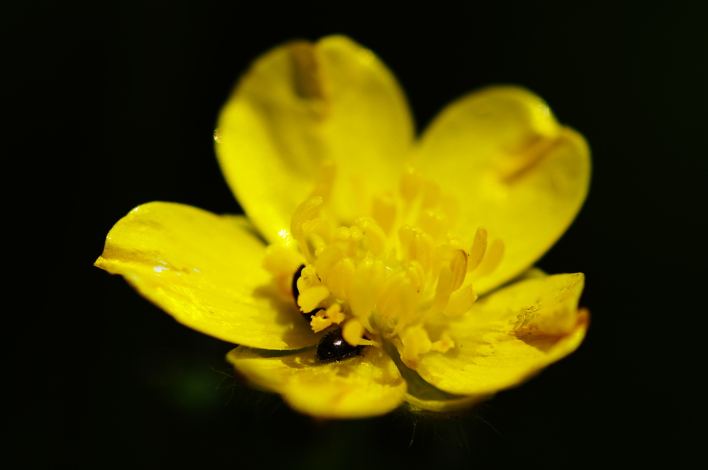 カルスト台地の花2
