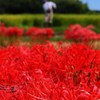 路傍の彼岸花