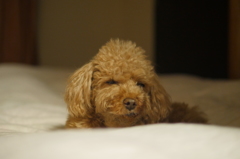 眠い...