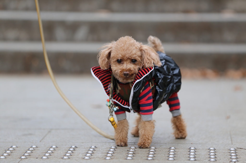 愛犬