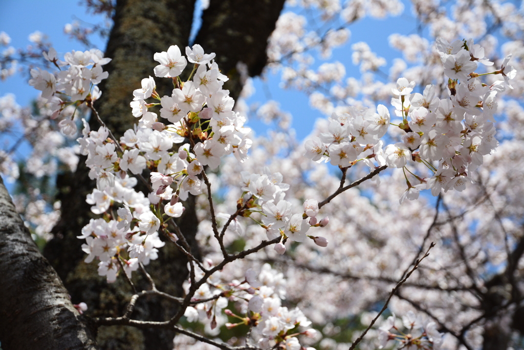 桜の園にて