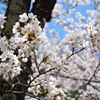 桜の園にて
