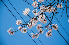 電線と桜