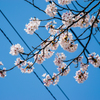 電線と桜