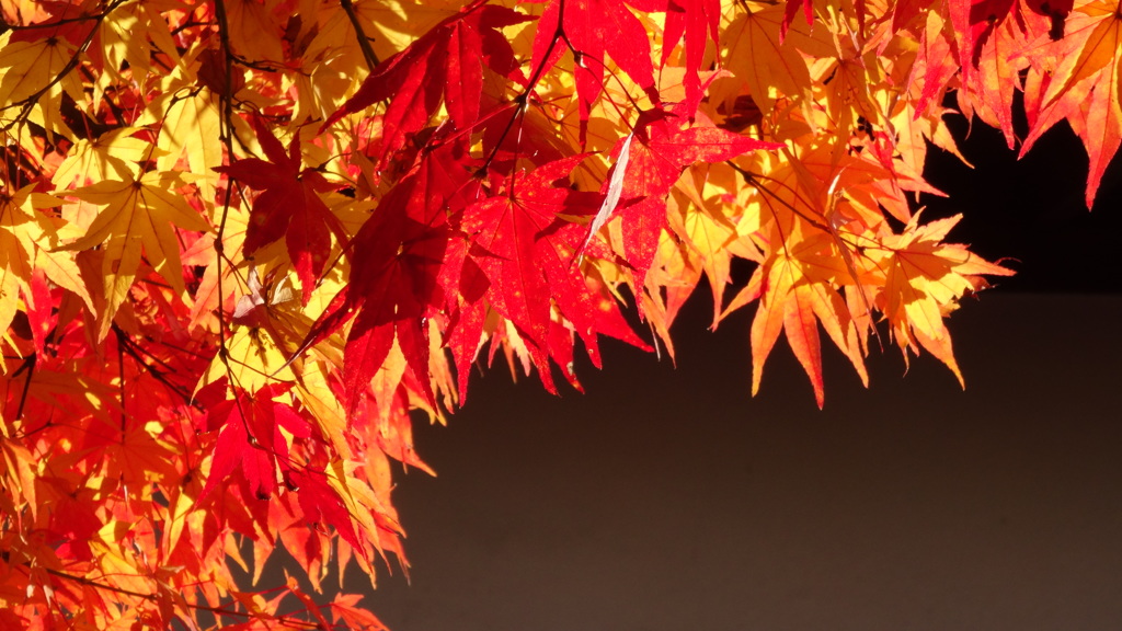 赤の紅葉　紅葉