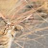 そーっと　(波止場のノラ猫31)