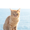 凝視　(波止場のノラ猫23)