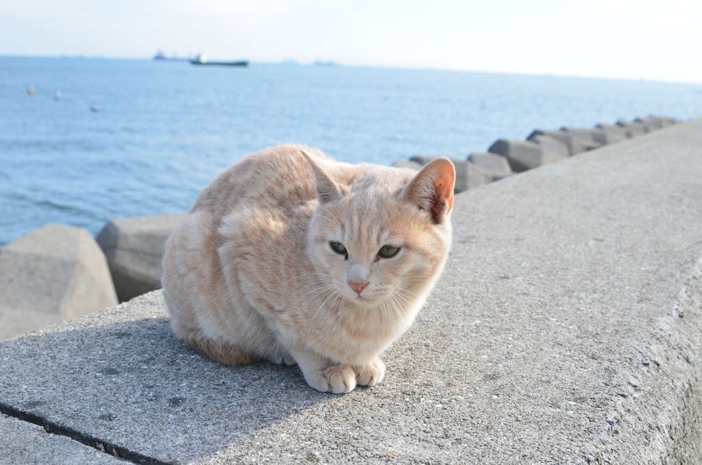 波止場のノラ猫8