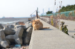 まだちょっと警戒してる  (波止場のノラ猫19)