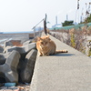 まだちょっと警戒してる  (波止場のノラ猫19)