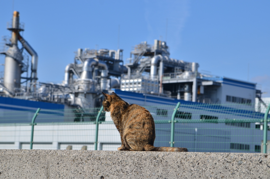 波止場のノラ猫4