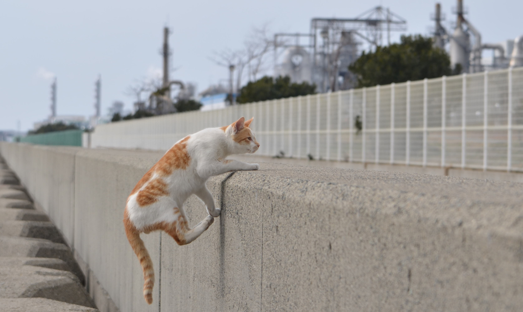 よいしょ、よいしょ
