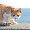 ひげー　(波止場のノラ猫24)