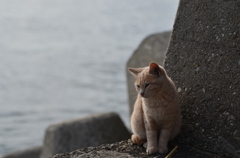 隅っ子　（波止場のノラ猫11）