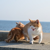弟たちを守る兄猫　(波止場のノラ猫22)