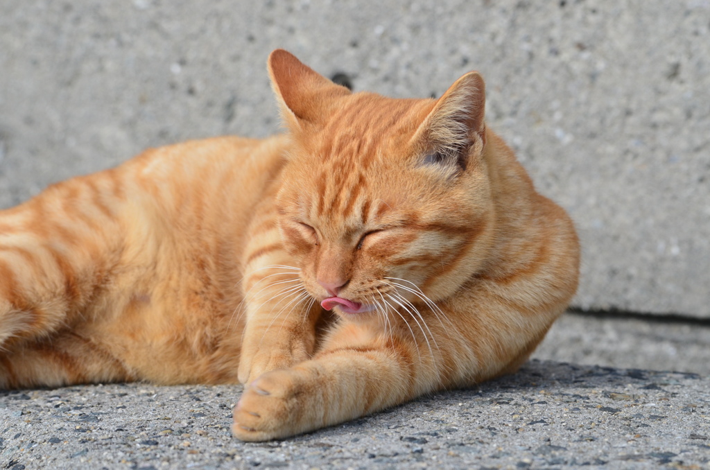 今日もひえますにゃ～　(波止場のノラ猫37)